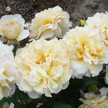 Роза Мирей Дюма: характеристика сорта, посадка, выращивание и уход, отзывы