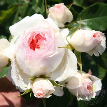 Саженец Роза Коттэдж Роуз (Rosa Cottage Rose) купить в Москве по низкой  цене из питомника, доставка почтой по всей России | Интернет-магазин  Подворье
