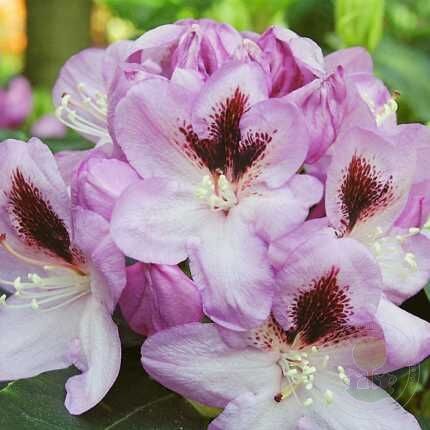 rhododendron dünger bio BioVegetal organisch-mineralischer Rhododendrondünger – BioVegetal –  Thüringer Düngermanufaktur main image 0