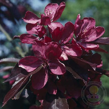 Proud Berry® - Coralberry - Symphoricarpos sp.